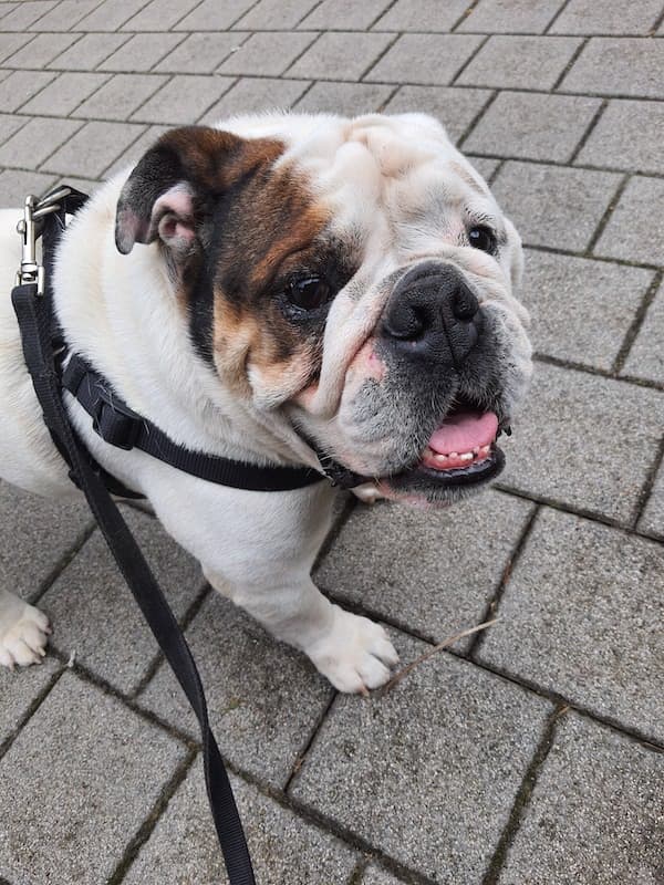 English Bulldog icon showing characteristic wrinkled face and tough expression for realistic dog grunt sounds