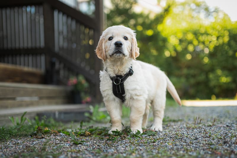 Golden Retriever breed icon with friendly face and golden coat for realistic dog barking sound simulation