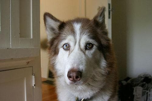 Siberian Husky portrait with striking blue eyes and wolf-like features for AI dog howling sounds